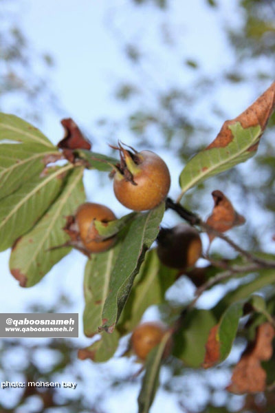 qaboosnameh 3