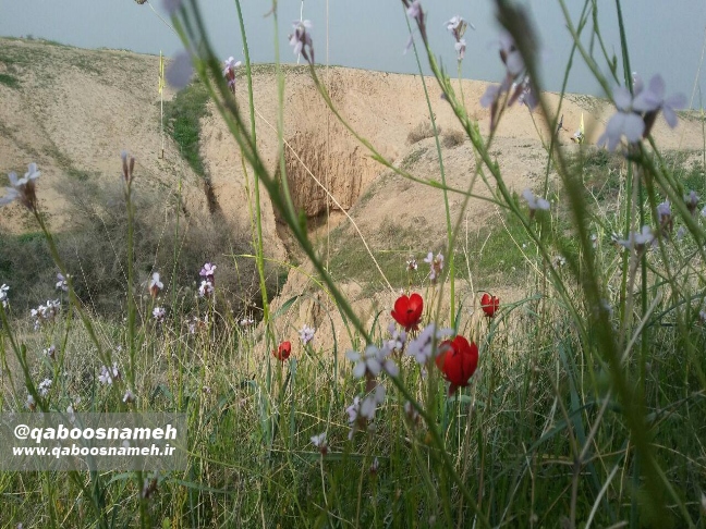 qaboosnameh 8
